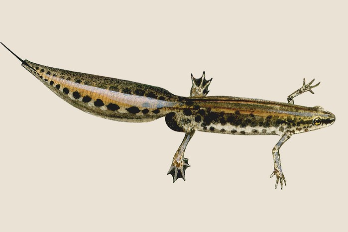 Palmate newt (Lissotriton helveticus) illustration