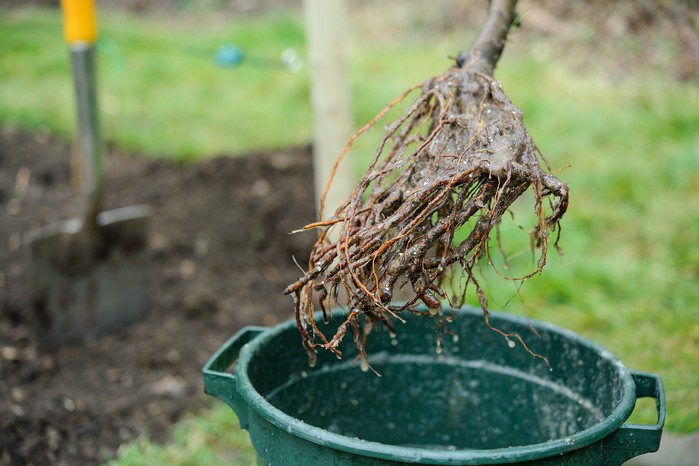 Planting a bare-root tree