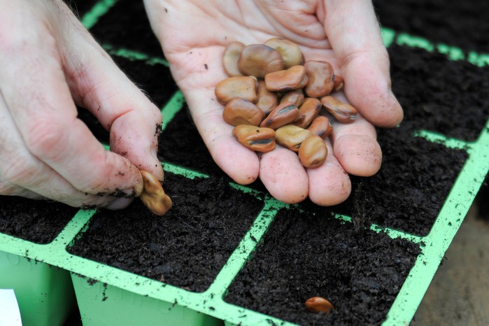 Sowing broad bean seeds
