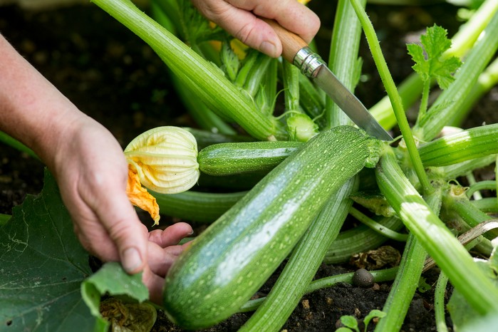 How to grow vegetables – beginner veg to grow
