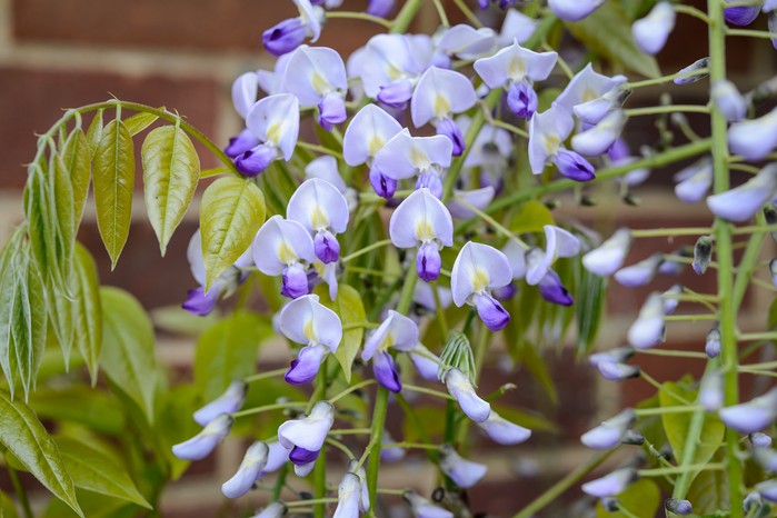 Lilac wisteria flowers