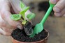 Growing perennials from seed - potting on a plug plant