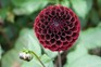How to grow dahlias from rooted cuttings