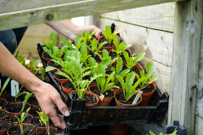How to use a cold frame in spring