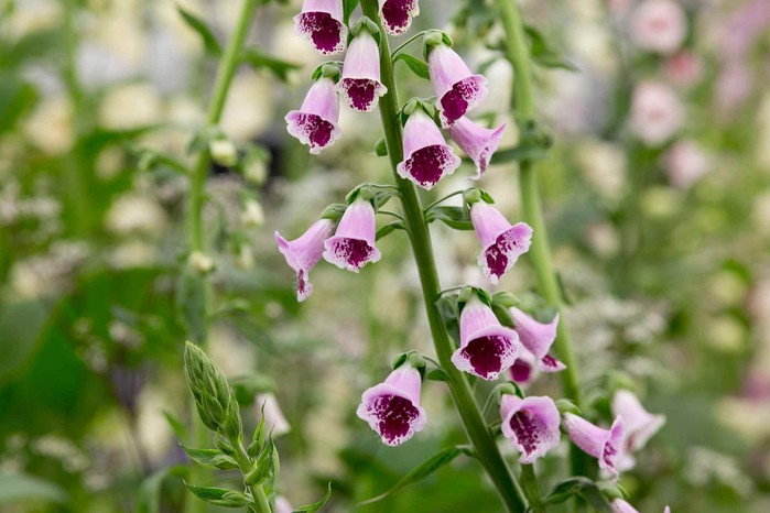Magenta and pink foxglove flowers