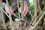 Using a pruning saw to remove a thick branch of a dormant plant