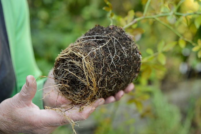 Perennial plant with exposed rootball