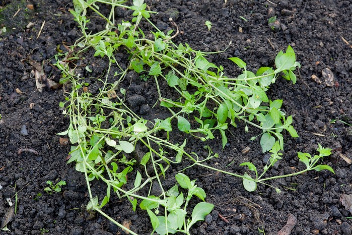 Chickweed before being pulled out