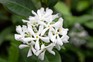 Star jasmine, Trachelospermum jasminoides