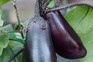 How to grow aubergines