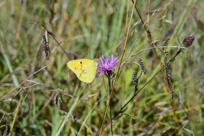 Clouded yellow butterfly on common knapweed flower