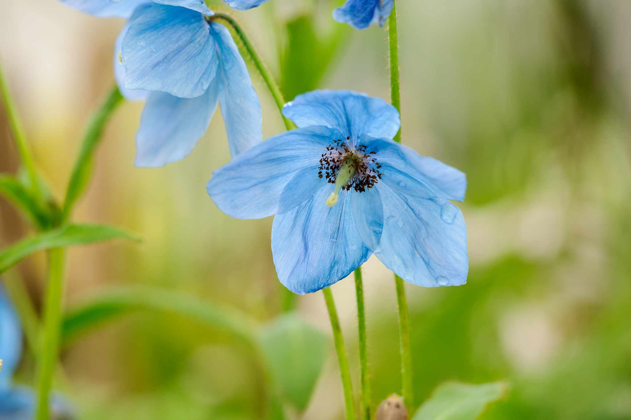 Plants for shade – Meconopsis 'Slieve Donard'