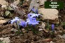 How to plant bulbs in hard dry soil