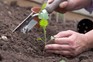 How to grow purple-sprouting broccoli