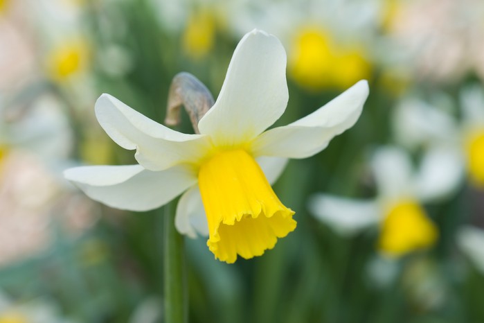 Daffodils with pale-yellow petals