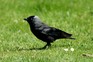 How do I stop jackdaws from eating bird food?