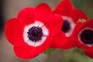 Red anemone flowers with white centres