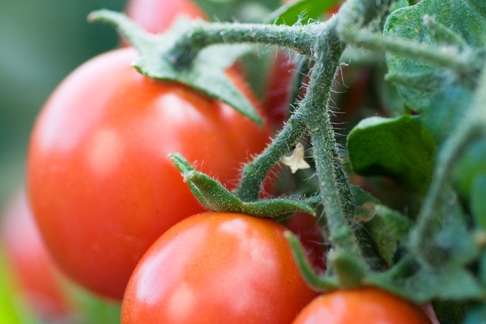 Bush tomato 'Gartenperle'