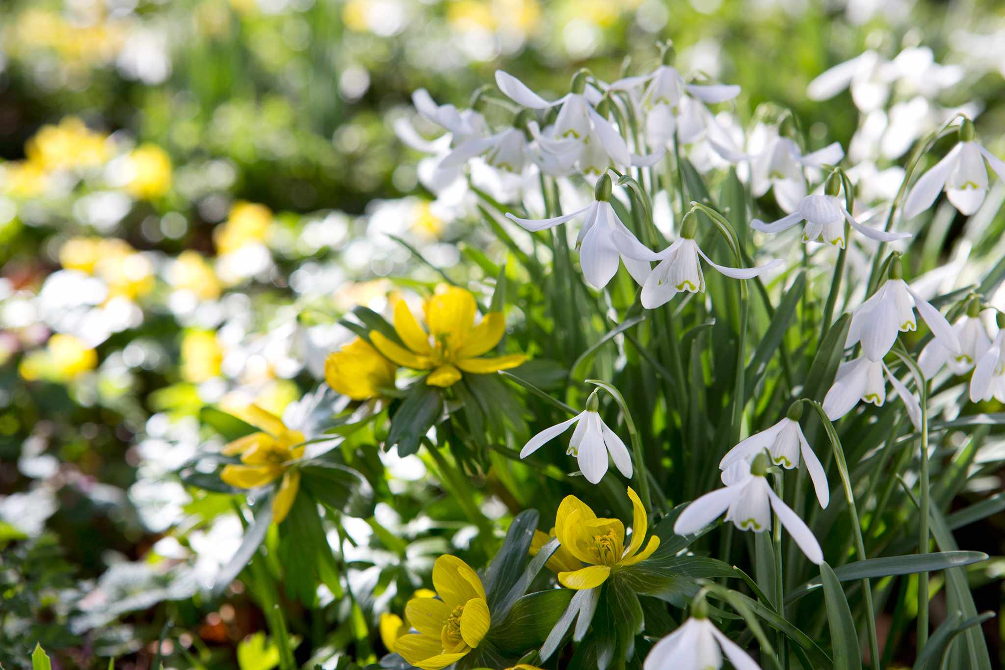 Snowdrops and winter aconites