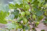 How to grow gooseberries