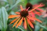 Pink-orange flowers of Echinacea ‘Art’s Pride’