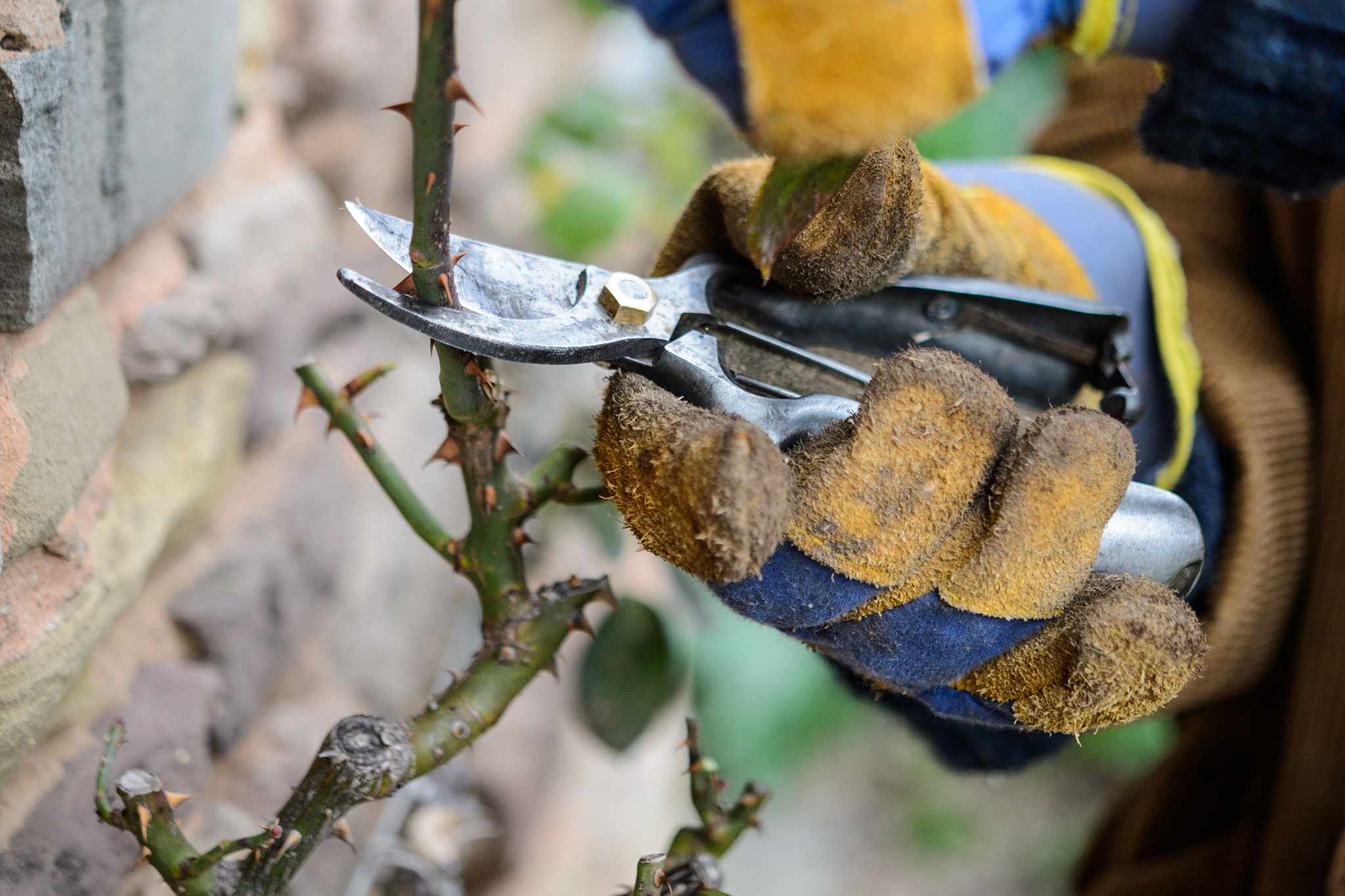 Pruning a climbing rose sideshoot
