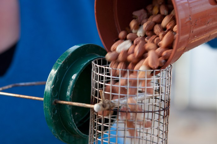 Types of bird food - adding peanuts to a hanging feeder