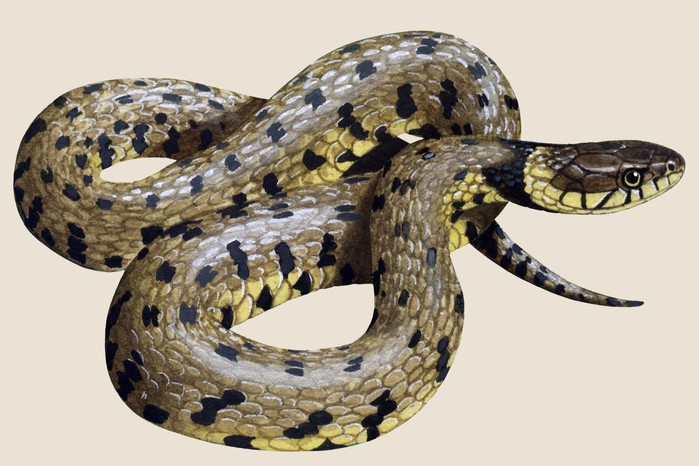 Grass snake (Natrix helvetica) illustration