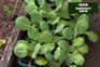 How to grow spring greens