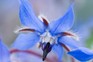 A blue borage bloom