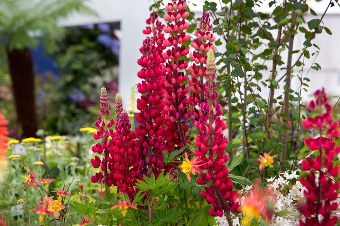 Tall, pink-red lupins