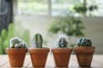 How to grow cactus plants from seed
