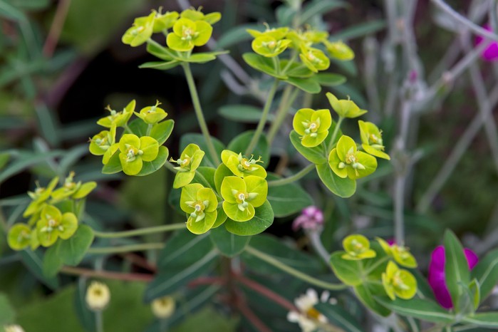 Euphorbia donii