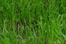 How to grow a lawn from seed