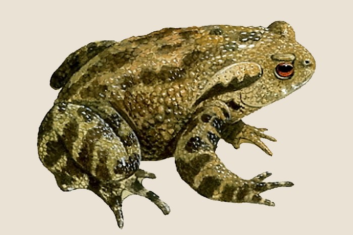 Common toad (Bufo bufo) illustration
