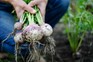 How to grow turnips