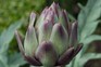 How to grow and care for globe artichokes
