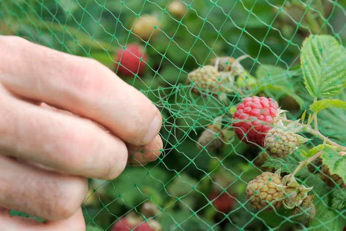 Netting raspberry plants