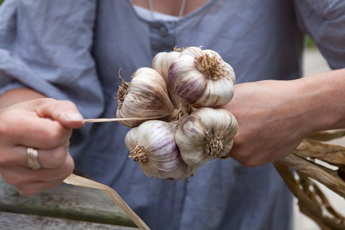 How to grow garlic - plaiting garlic