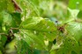 Apple leaves affected by winter moth