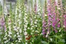 How to sow foxglove seeds