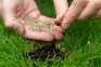 How to weed and reseed a lawn