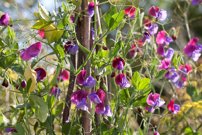 How to grow sweet peas in pots from plugs