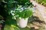 How to sow seeds direct into pots