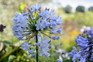 How to grow agapanthus