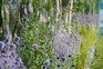 A complementary selection of white, blue and purple flowers in a border