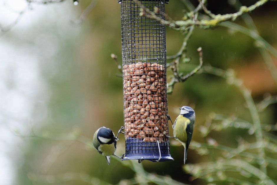 Blue tits on a bird feeder containing peanuts