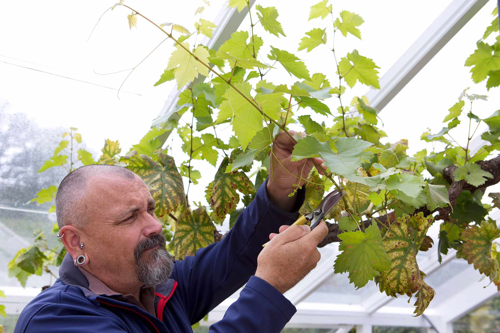 Pruning a grapevine