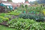 Vegetables growing on an allotment