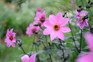 PInk-flowered dahlias - Dahlia 'Magenta Star'